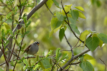 A White-crowned Sparrow (Zonotrichia leucophrys) on a tree branch.