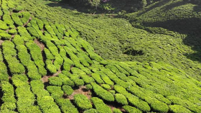Tea plantation footage from aerial drone 