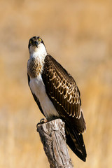 Bird of prey. Osprey. Nature background. Eagle: Western Osprey. 