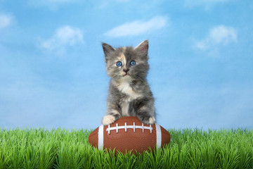 Adorable diluted tortie kitten sitting in green grass with an American football, blue sky with...