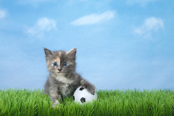 Adorable diluted tortie kitten sitting in green grass with a Soccer ball, blue sky with clouds...