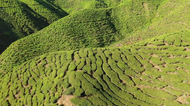 Tea plantation footage from aerial drone 
