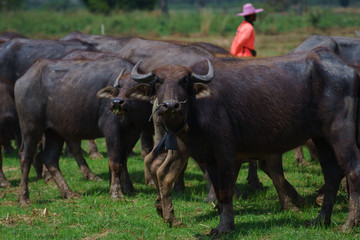 Naklejka na ściany i meble Group of Asian buffalo eats grass in the field beside a lake in the day time under sunshine. Animal, wildlife and country life concept.