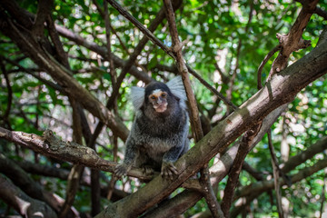 Marmoset monkeys revel in trees and seek food