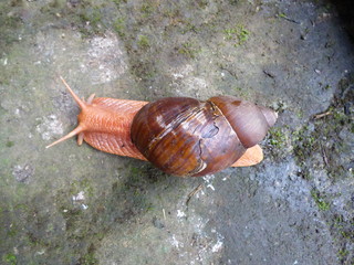 CARACOL