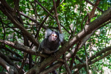 Marmoset monkeys revel in trees and seek food