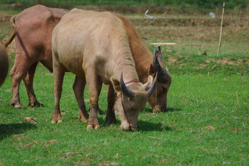 Group of Asian buffalo eats grass in the field beside a lake in the day time under sunshine. Animal, wildlife and country life concept.