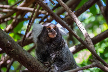 Marmoset monkeys revel in trees and seek food