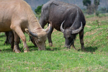 Group of Asian buffalo eats grass in the field beside a lake in the day time under sunshine. Animal, wildlife and country life concept.