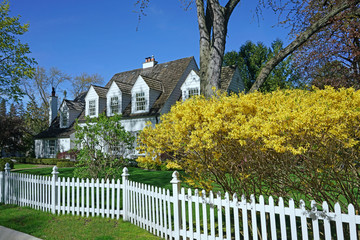Spring scene with blooming yellow forsythia bush and house with white picket fence