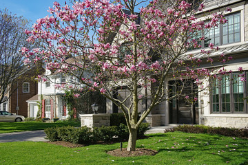 Magnolia tree blooming in spring in front yard of house