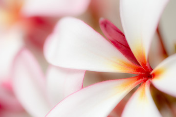 Sweet pink Plumeria Frangipani flower abstract texture nature blurred background.