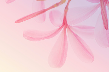 Sweet pink Plumeria Frangipani flower abstract texture nature blurred background.