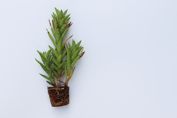 green succulent with roots on white background