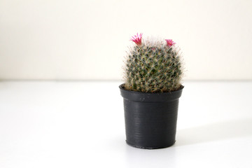 green pot cactus with beautiful pink flower