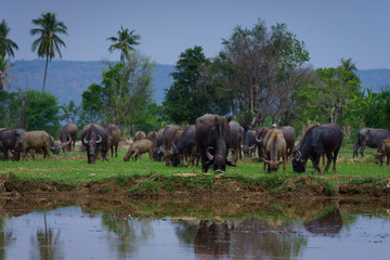 Fototapeta na wymiar Group of Asian buffalo eats grass in the field beside a lake in the day time under sunshine. Animal, wildlife and country life concept.