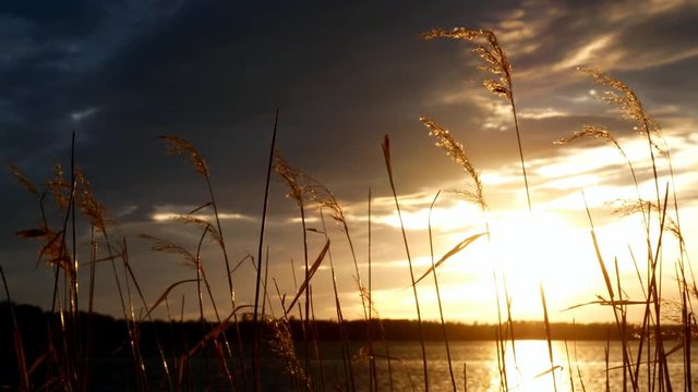 Beaautiful relaxing lake scene at sunset with shoreline reeds and mostly cloudy sky in Bemidji, Minnesota.