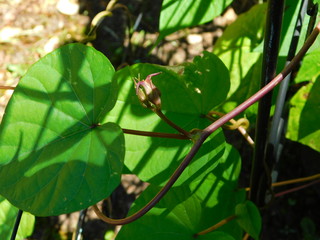 Moon Flower Bud