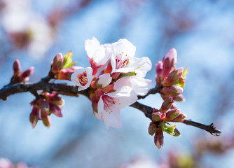 Branch of the blossoming almonds against the background of the blue sky. Springtime. Spring flowers blossom background.