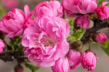 Sakura, cherry blossom. Oriental cherry blooming. Spring blossoming. Close up. 
