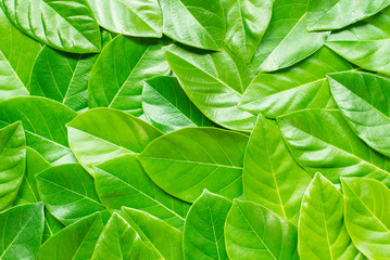 Green leaves pattern, Natural background.