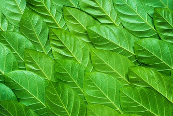 Naklejka na ściany i meble Green leaves pattern, Natural background.