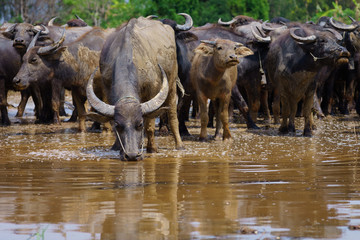 Fototapeta premium Group of Asian buffalo eats grass in the field beside a lake in the day time under sunshine. Animal, wildlife and country life concept.