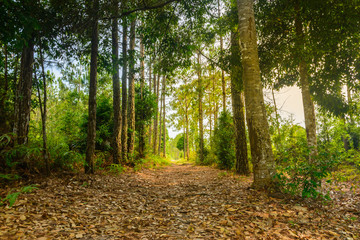 Pine forest in sunset background. Nature and outdoor background