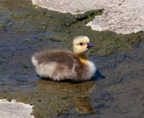 Canada goose gosling resting in shallow water on a sunny day in spring