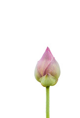 The blooming lotus buds are green on the white background, used as an illustration in agriculture