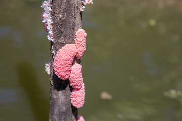 The apple snail eggs with a natural background are used as illustrations © kaewphoto