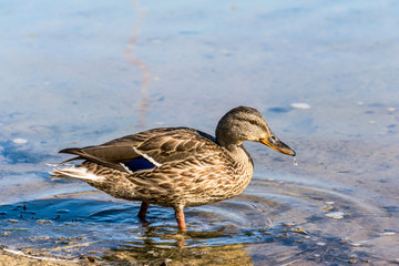 Mallard Duck on the Freshwater Pond