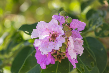 Lagerstroemia Floribunda Jack. It is a very beautiful purple flowers