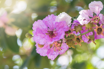 Lagerstroemia Floribunda Jack. It is a very beautiful purple flowers