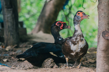  Muscovy duck