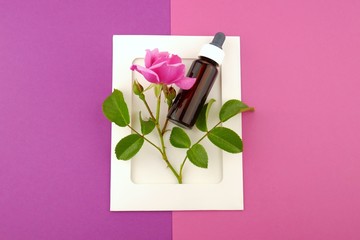 Rose essential oil.Bottle of oil and rose flower in a white frame on a pink and fuchsia mix background.Natural organic nature oils. Aromatherapy.