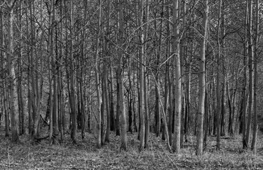 Obraz premium black and white landscape tree trunks in a row