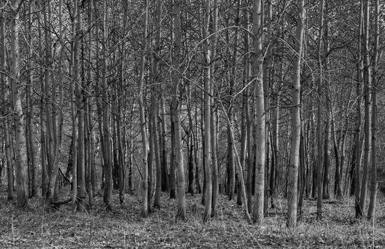 black and white landscape tree trunks in a row