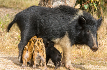 Cinghiale con i piccoli