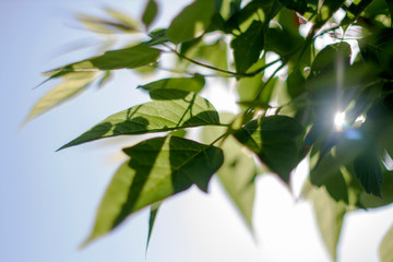 Fototapeta premium green leaves of tree