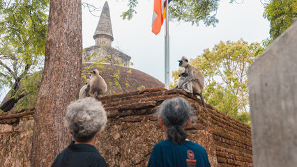 Senior couple traveller looking at leaf monkey in front of a stupa in Sri Lanka © CHAO
