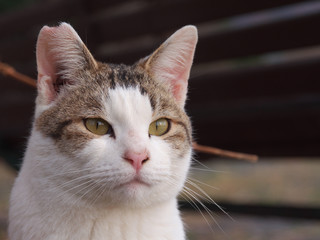 まっすぐ見つめるネコ