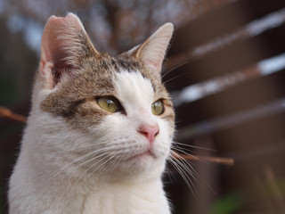 まっすぐ見つめるネコ