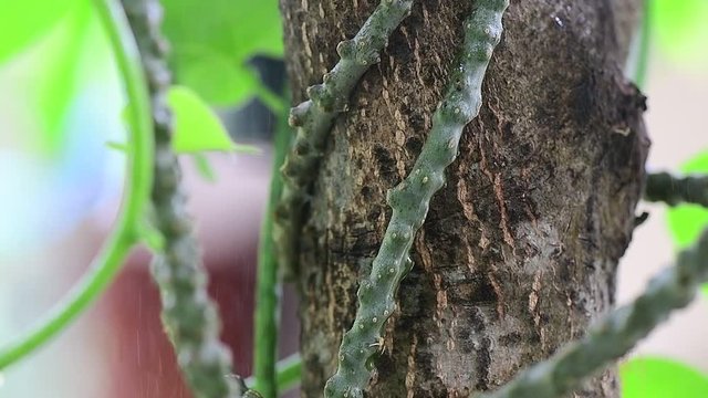 Tinospora cordifolia local name guduchi