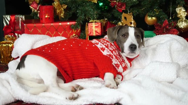 Funny Dog In Christmas Ugly Sweater Lying Under Xmas Tree