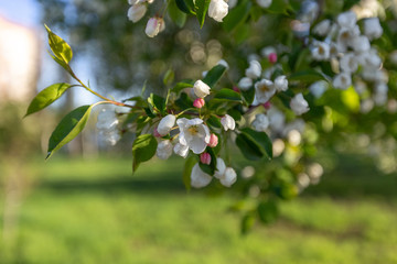 Apple blossom time is very beautiful