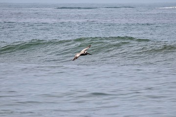 Fototapeta na wymiar pelican in flight over the ocean