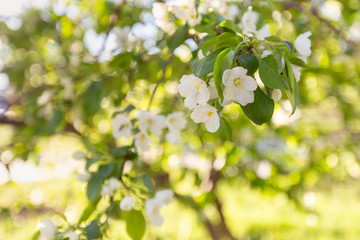 Apple blossom time is very beautiful