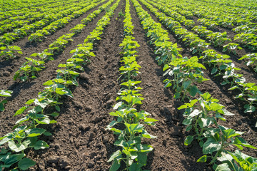 freshly planted sunflower agriculture crop.