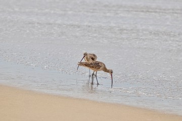 Sandpiper birds on the shore